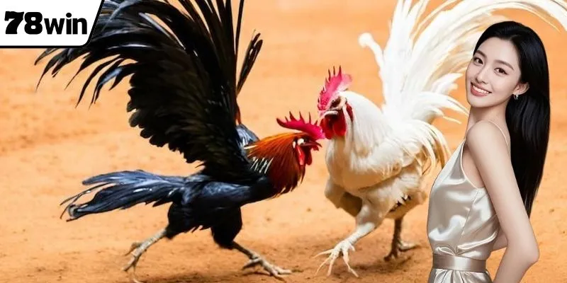 ไก่ชนเหล็กเป็นตัวเลือกการเดิมพันที่น่าสนใจในปัจจุบัน